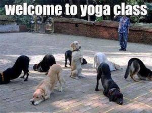 Dogs doing yoga